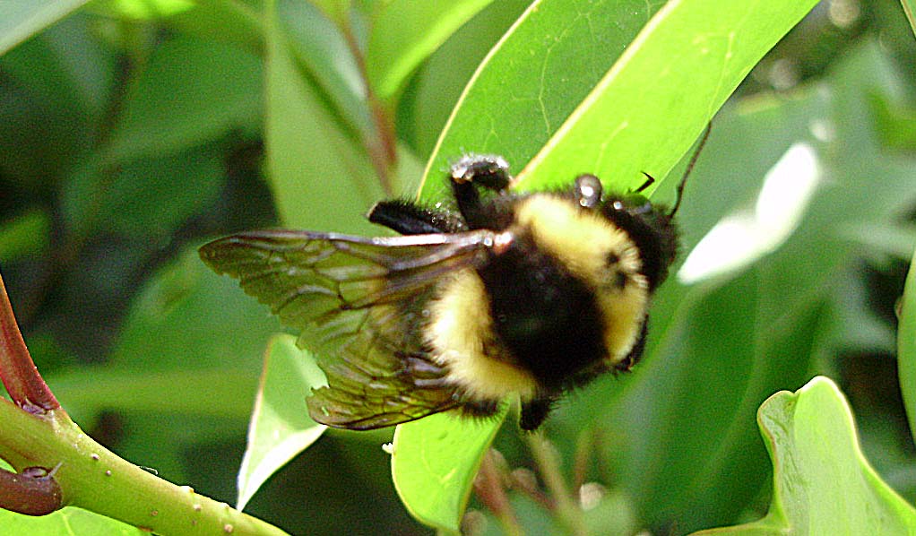 Bombus ruderatus  F (Apidae) su foglie di ligustro